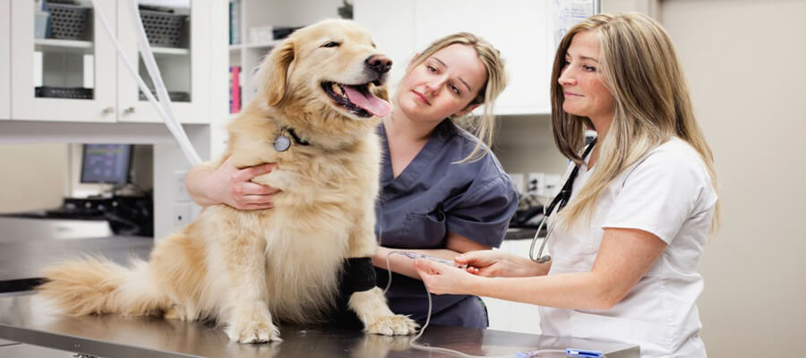 10 Common Dog Health Issues Every Owner Should Know About